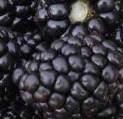 blackberry